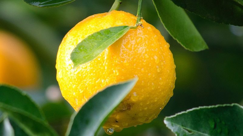 CDMO质量标准：解码生物医药生产的安全与合规