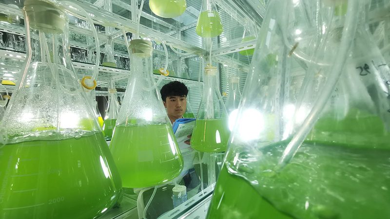 洗衣液中的酶：揭秘其种类与差异**